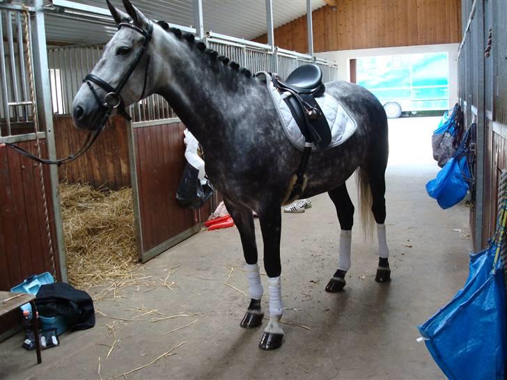 Anden særlig race Delight billede 3