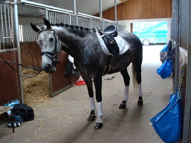 Anden særlig race Delight billede 4