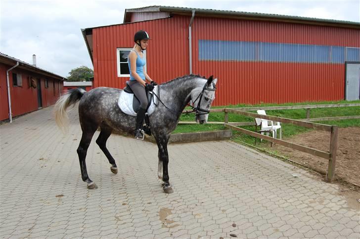 Anden særlig race Delight billede 5