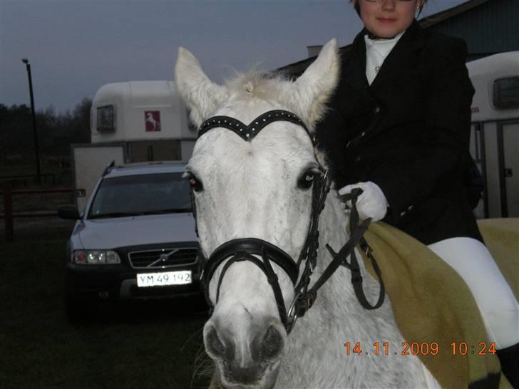 Anden særlig race Line billede 5