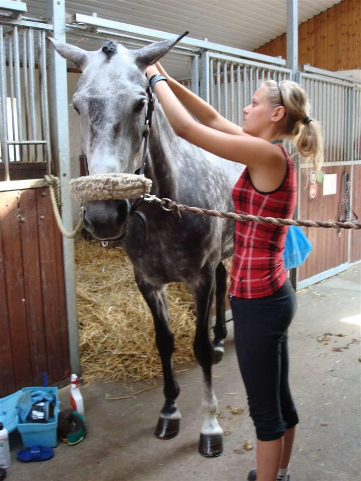 Anden særlig race Delight billede 7