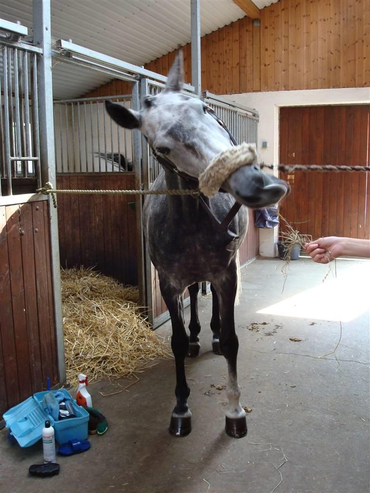 Anden særlig race Delight billede 8