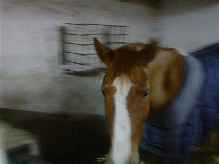 Tysk Sportspony Felix - Mit nye hjem ! billede 2