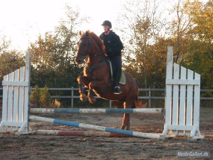 Anden særlig race Asbæk Moesgaard Artax - Dette er fra vores 1 springundervisning, jeg har ikke sprunget i over 10 år..puha billede 4