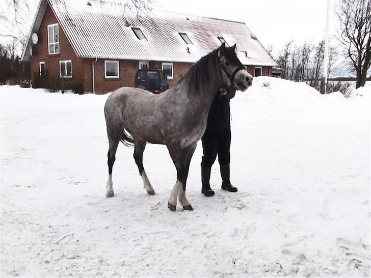 Welsh Pony (sec B) Bjerregårds Ivanhoe billede 18