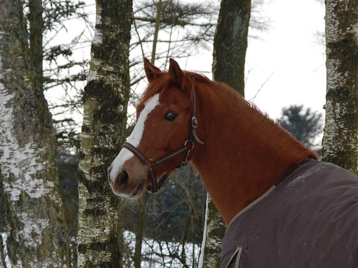 Tysk Sportspony Felix billede 3