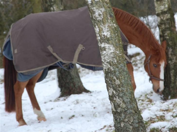 Tysk Sportspony Felix - Søde Felix <33 billede 6