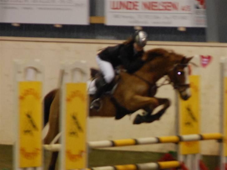 Tysk Sportspony Felix - Felix i Herning. billede 7
