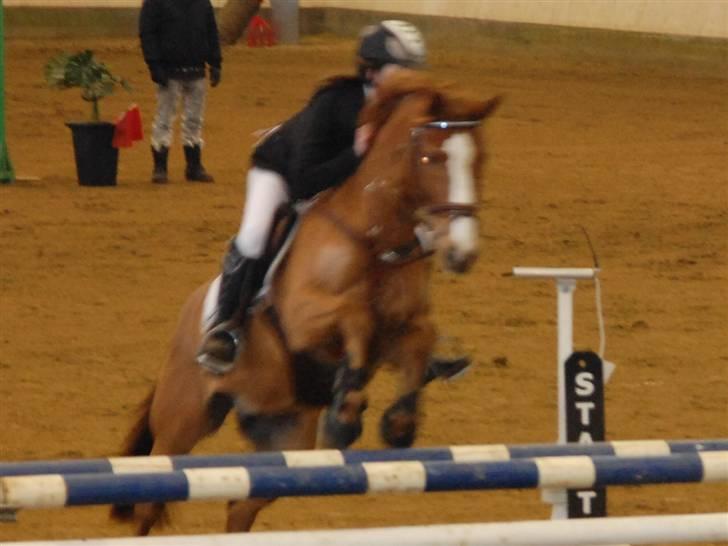 Tysk Sportspony Felix - Hop :D billede 8
