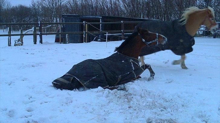 DSP Fontaine | Tidl. Låne (: billede 19