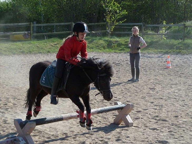 Shetlænder Frederik billede 17