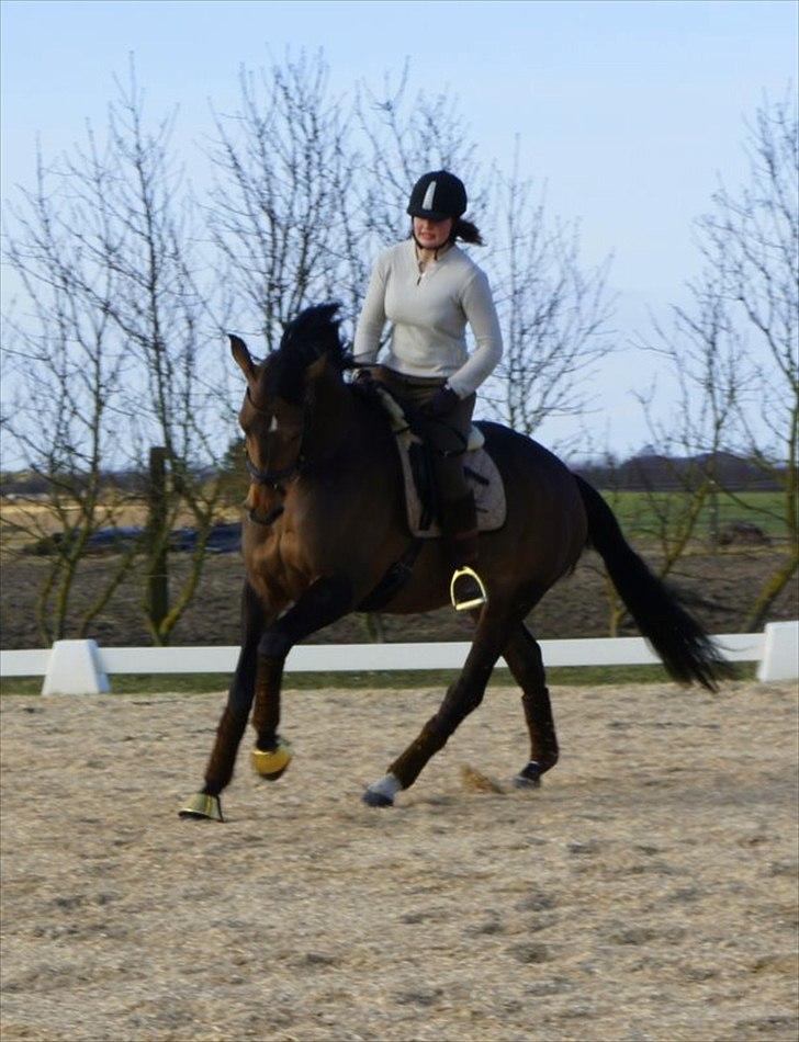 Dansk Varmblod Møllegårdens Kobana RDH - højmegård Marts 2011 billede 17