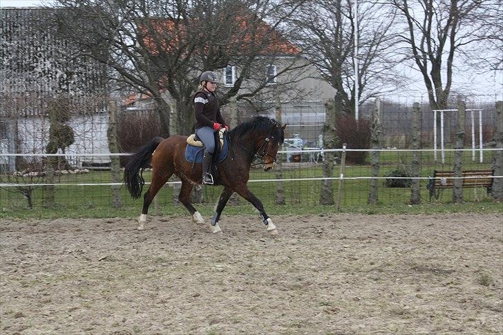 DSP Sir Lancelot - solgt - 1) Lance går lidt dressur efter en uges ridning efter vinterpausen d. 30/3-11 billede 1