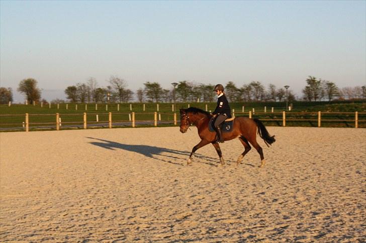DSP Sir Lancelot - solgt - 2) Lancelot går lidt dressur efter undervisning D. 5/5-10 billede 2