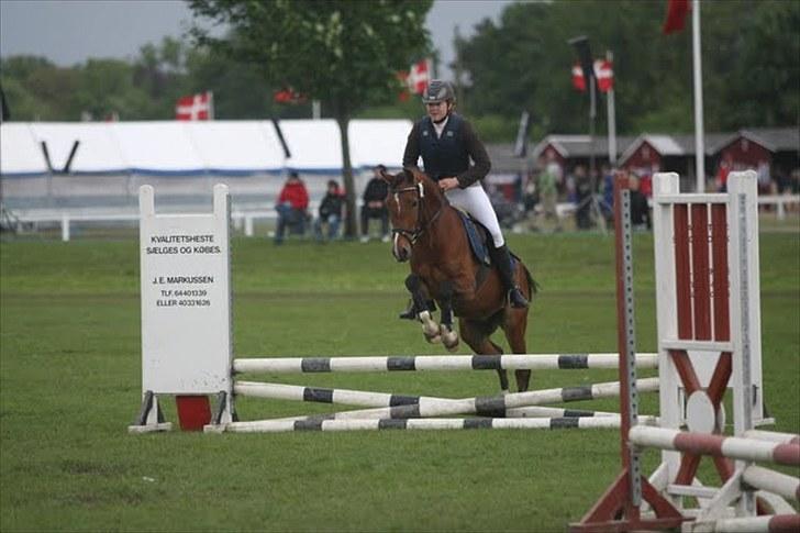 DSP Sir Lancelot - solgt - 3) Lancelot på dyrskue 2010 60 cm - fejlfrit billede 3