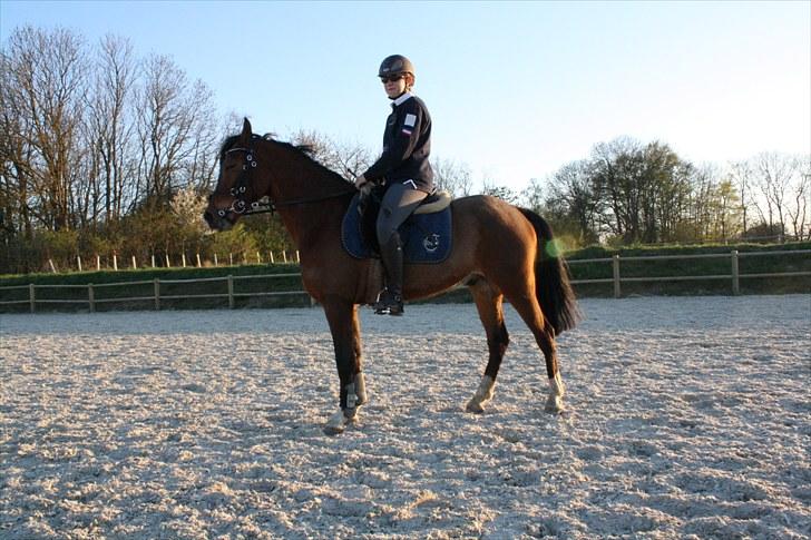 DSP Sir Lancelot - solgt - 4) Lance´s flotte bygning. Han bliver rigtig flot, når vinterpelsen er væk. D. 5/5-10 billede 4