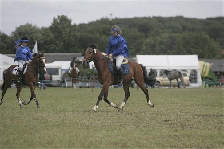 DSP Sir Lancelot - solgt - 5) Lancelot på dyrskue 2010 - ved godt han ikke går så godt, men han øger rigtig flot :) billede 5