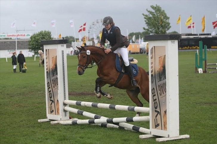 DSP Sir Lancelot - solgt - 6) Lance til første springstævne - dyrskuet 2010 60 cm billede 6