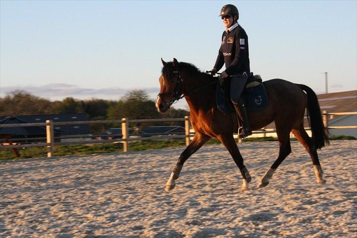 DSP Sir Lancelot - solgt - 7) Lance går lidt dressur efter undervisning D. 5/5-10 billede 7