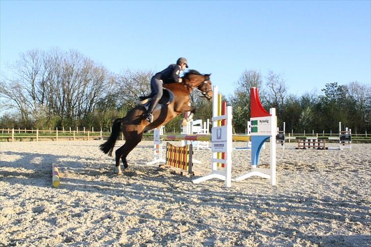 DSP Sir Lancelot - solgt - 8) første gang Lance er med til undervisning på middelfart D. 5/5-10 billede 8