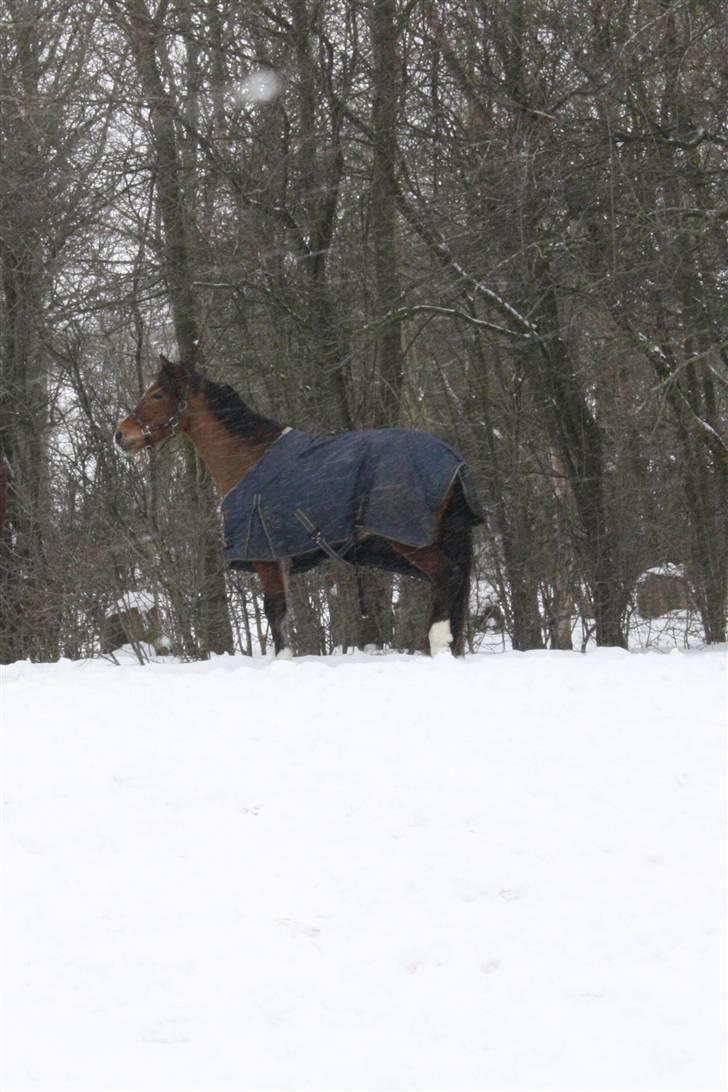 DSP Sir Lancelot - solgt - 9) Lancelot på fold billede 9