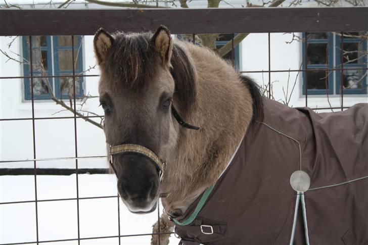 Islænder Sunna fra Vrangbækgård - Sunna den 13/2-2010 billede 10