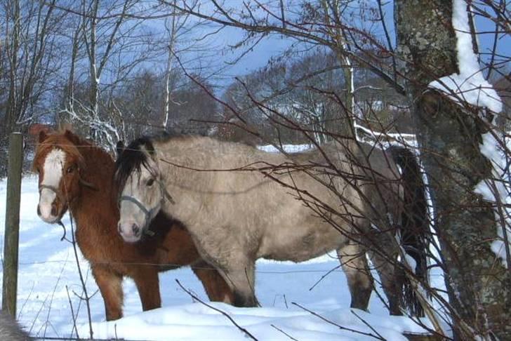 Welsh Mountain (sec A) Clausholm Donatello - Donatello og faxen 23 dec 09 billede 9