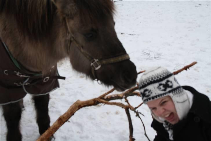 Islænder Sunna fra Vrangbækgård - Sunna stjæler min hue den 13/2-2010 billede 11