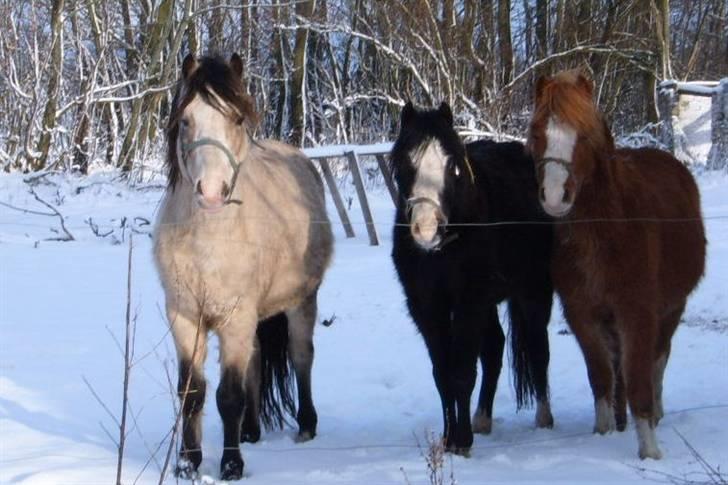 Welsh Mountain (sec A) Clausholm Donatello - Tello og unghingstene Barolo og Lurifax billede 10