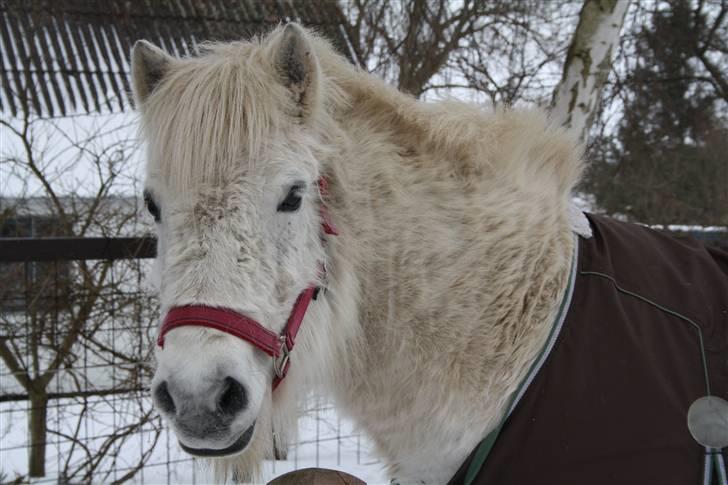 Islænder Pandra - Pandra den 13-2-2010 billede 5