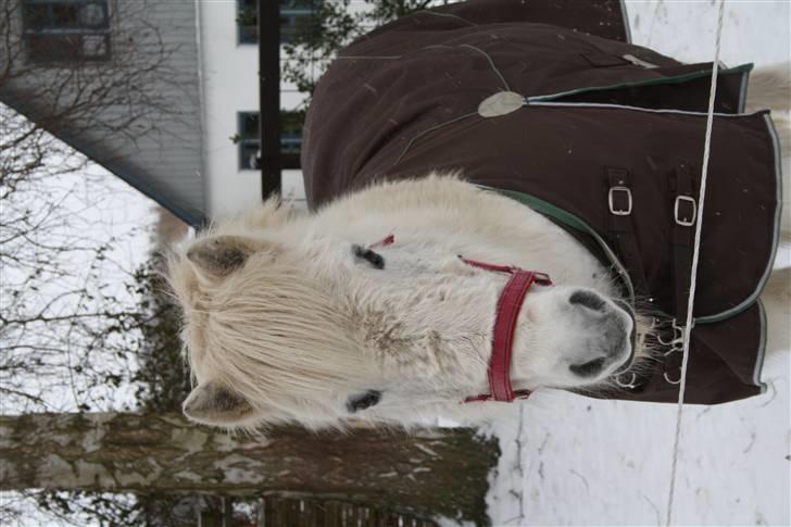 Islænder Pandra - Pandra den 13-2-2010 billede 6