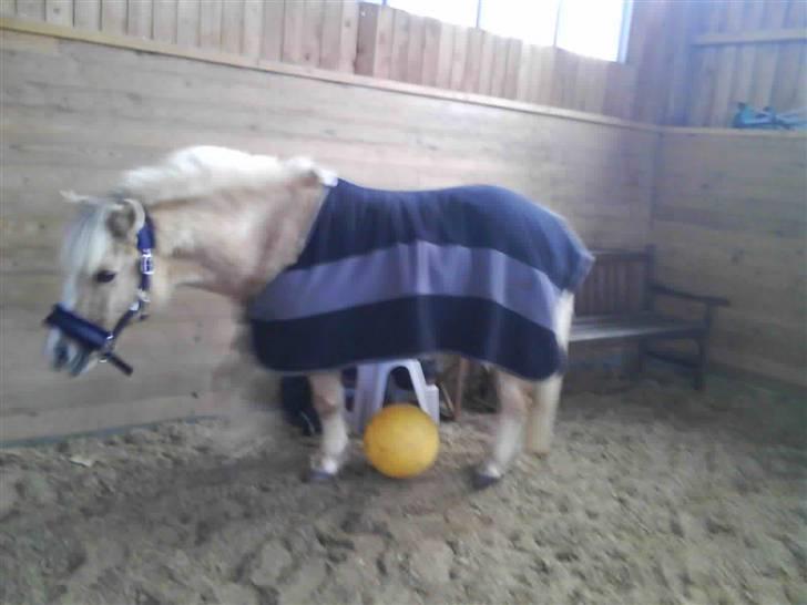 Palomino kosmo  - Smerte er midlertidigt - minder er forevigt!"<3 billede 11