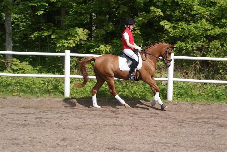 Welsh Pony (sec B)  Molenhorn´S Amaretto B-PONY [Tidl. hest] - Stævne i PIH. Amaretto var fin:-) d. 22 Maj 2010 Fotograf: Simone Henning billede 6