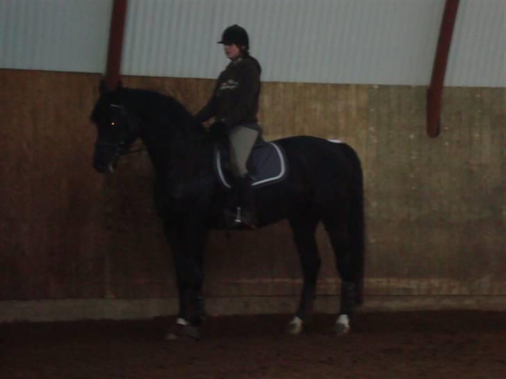 Hannoveraner Don Ferdinand ( R.I.P) billede 14