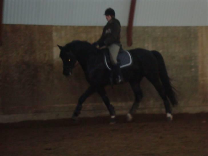 Hannoveraner Don Ferdinand ( R.I.P) billede 16