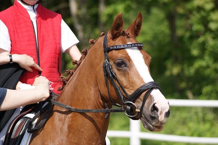 Welsh Pony (sec B)  Molenhorn´S Amaretto B-PONY [Tidl. hest] - Stævne i PIH. Amaretto var fin:-) d. 22 Maj 2010 Fotograf: Simone Henning billede 7