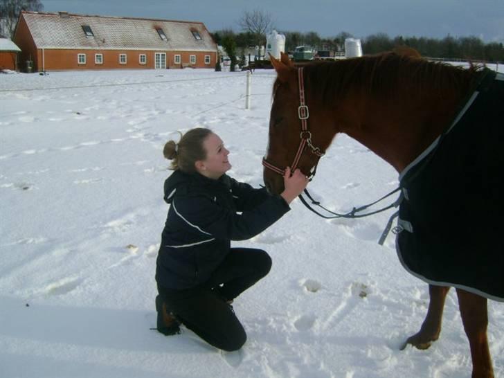 Anden særlig race Bitten.  - Når hest og rytter går i et. <3 billede 5