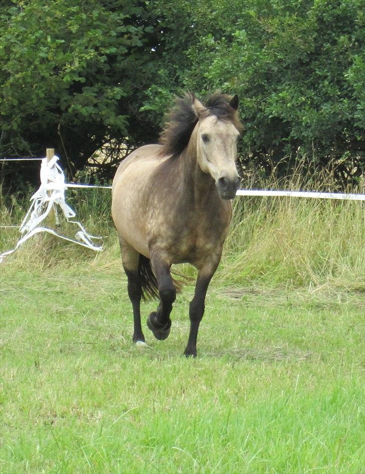 Connemara Goldie - Velkommen til min elskede tøs´s profil :) <3  billede 1