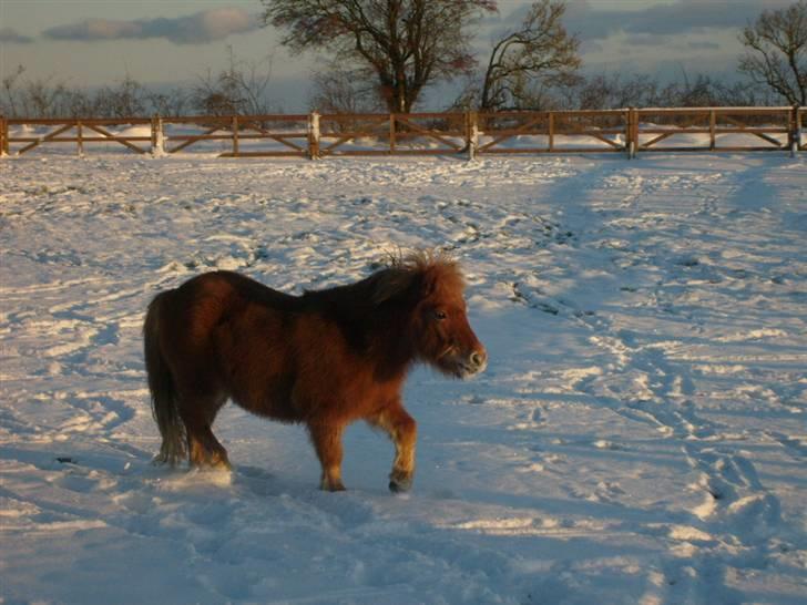 Shetlænder Bamse billede 7