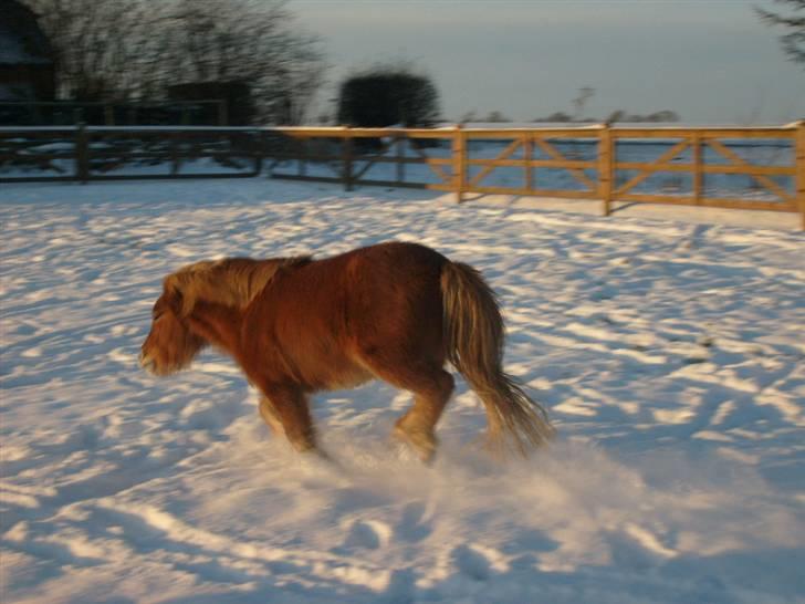 Shetlænder Bamse billede 8