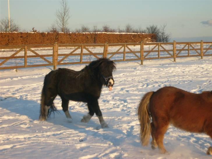 Anden særlig race Lukas billede 10