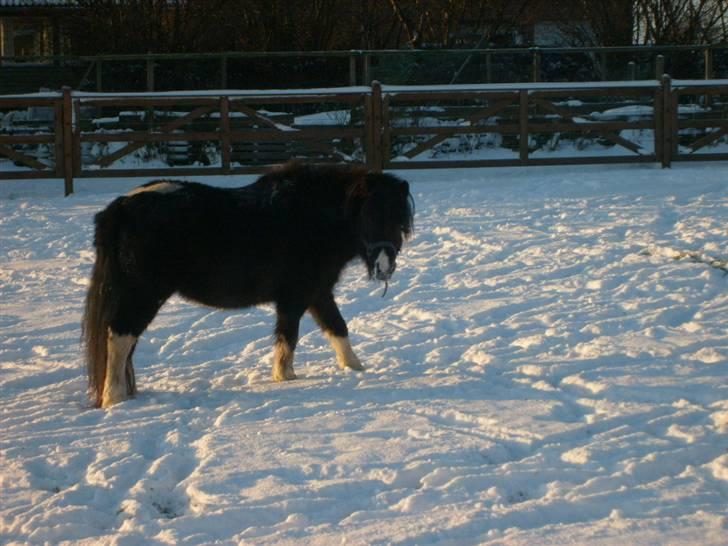 Anden særlig race Lukas billede 11
