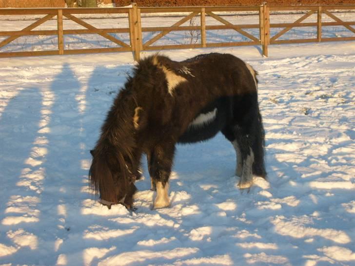 Anden særlig race Lukas - "Kan jeg mon gemme mig i sneen?" billede 12