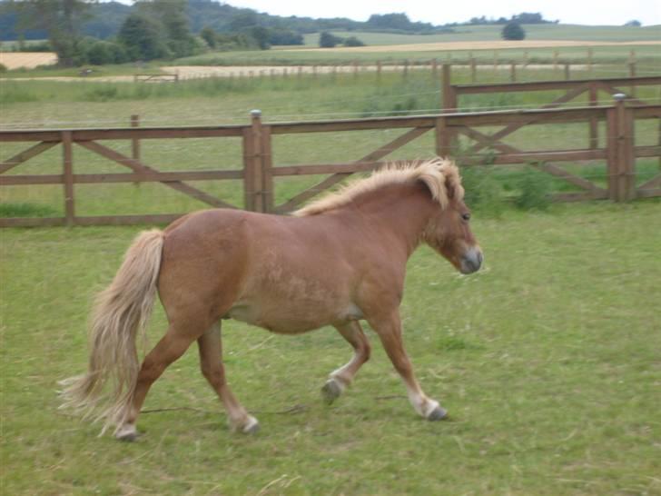 Shetlænder Bamse billede 9