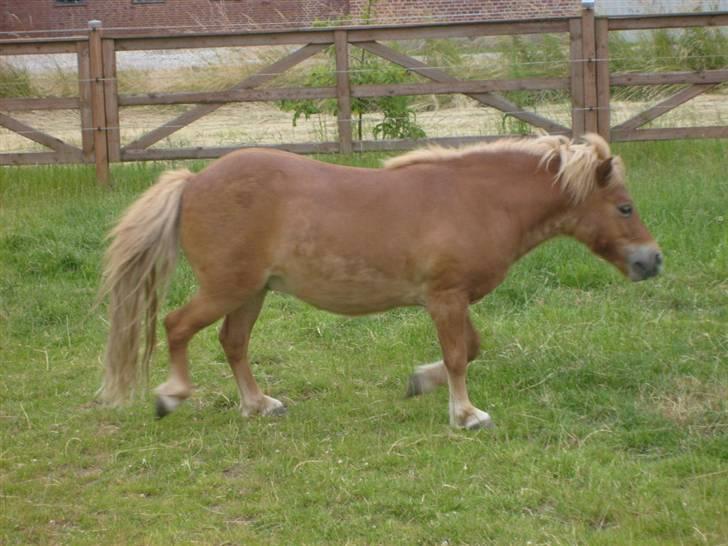 Shetlænder Bamse billede 10