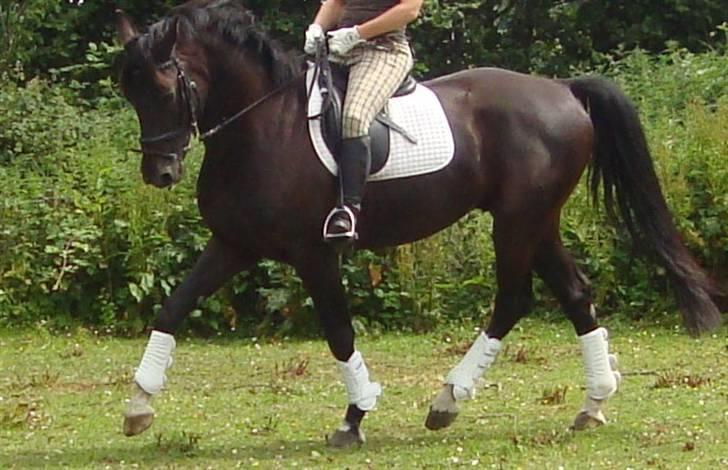 Hannoveraner Don Ferdinand ( R.I.P) - Fra i sommers -anden rytter billede 18