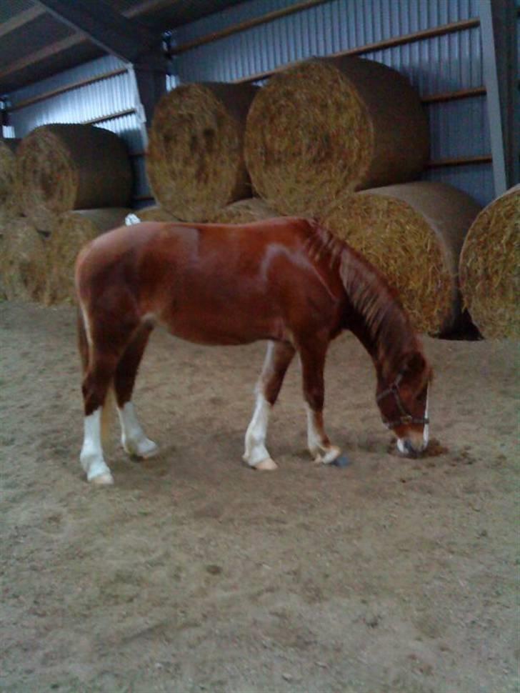 Welsh Cob (sec D) Lesto Seville - seville feb10 billede 16
