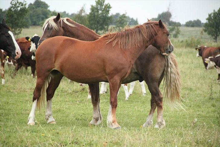 Welsh Cob (sec D) Lesto Seville - august10 billede 17