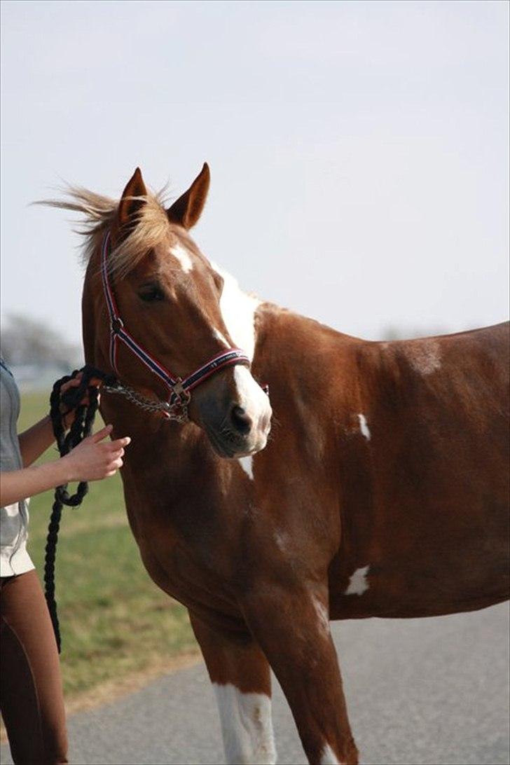 Anden særlig race Vick *hvil i fred!* - Smukke pony<3 Du er virkelig noget helt for dig selv<3 Foto: Pernille Dahlgren<333 billede 15