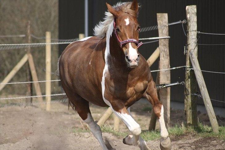 Anden særlig race Vick *hvil i fred!* - Jeg elsker dig Vick!<3 Foto: Pernille Dahlgren<333 billede 18